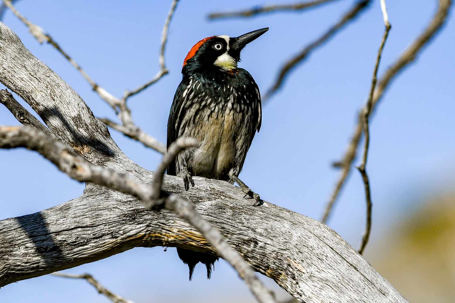 12 tipos de pájaros carpinteros norteamericanos: Galería e Identificación