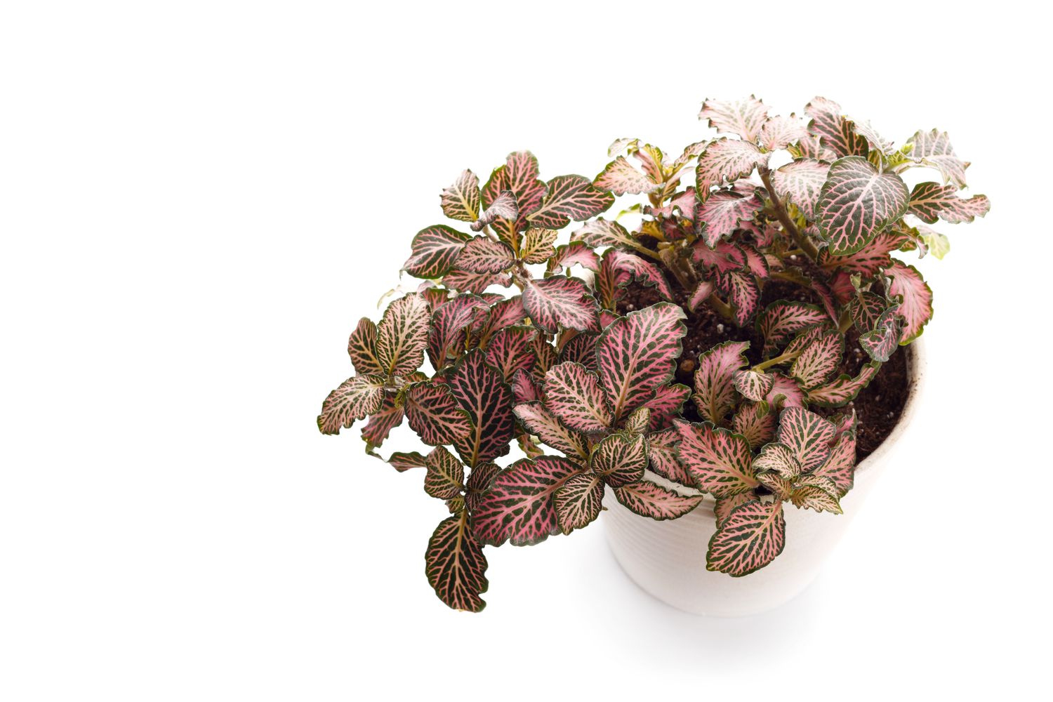 fittonia