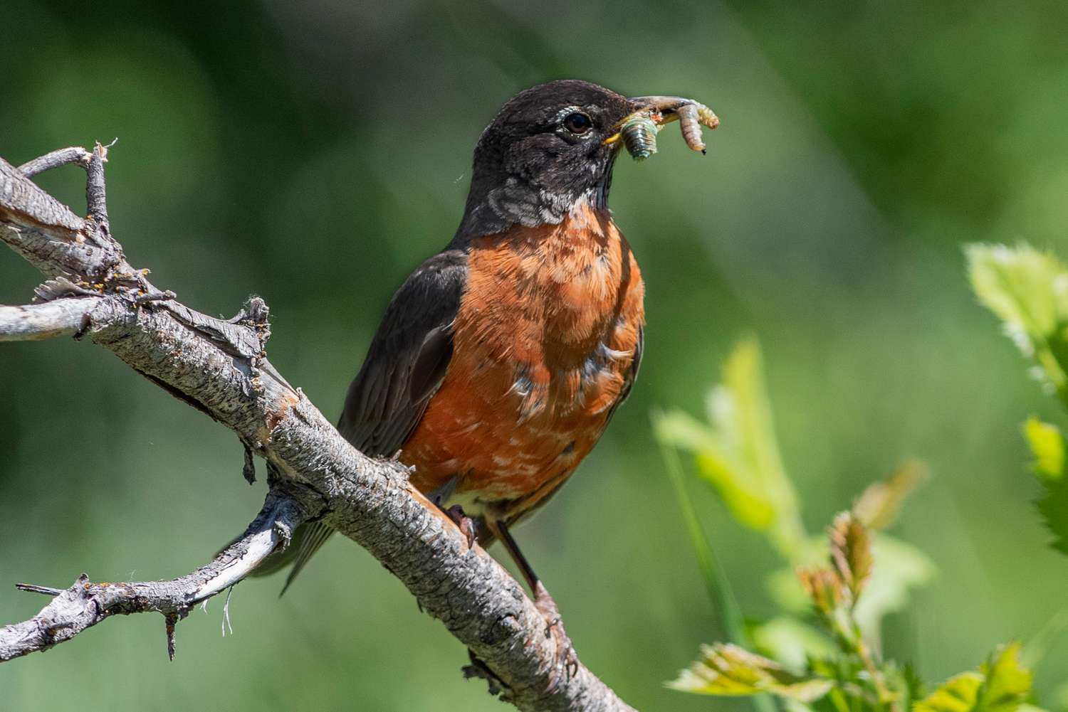 American Robin