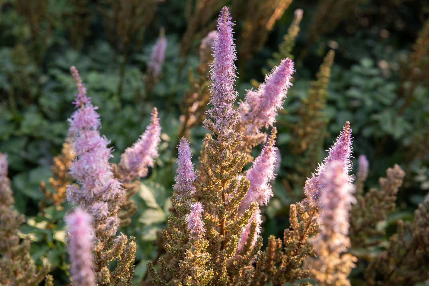 astilbe plants