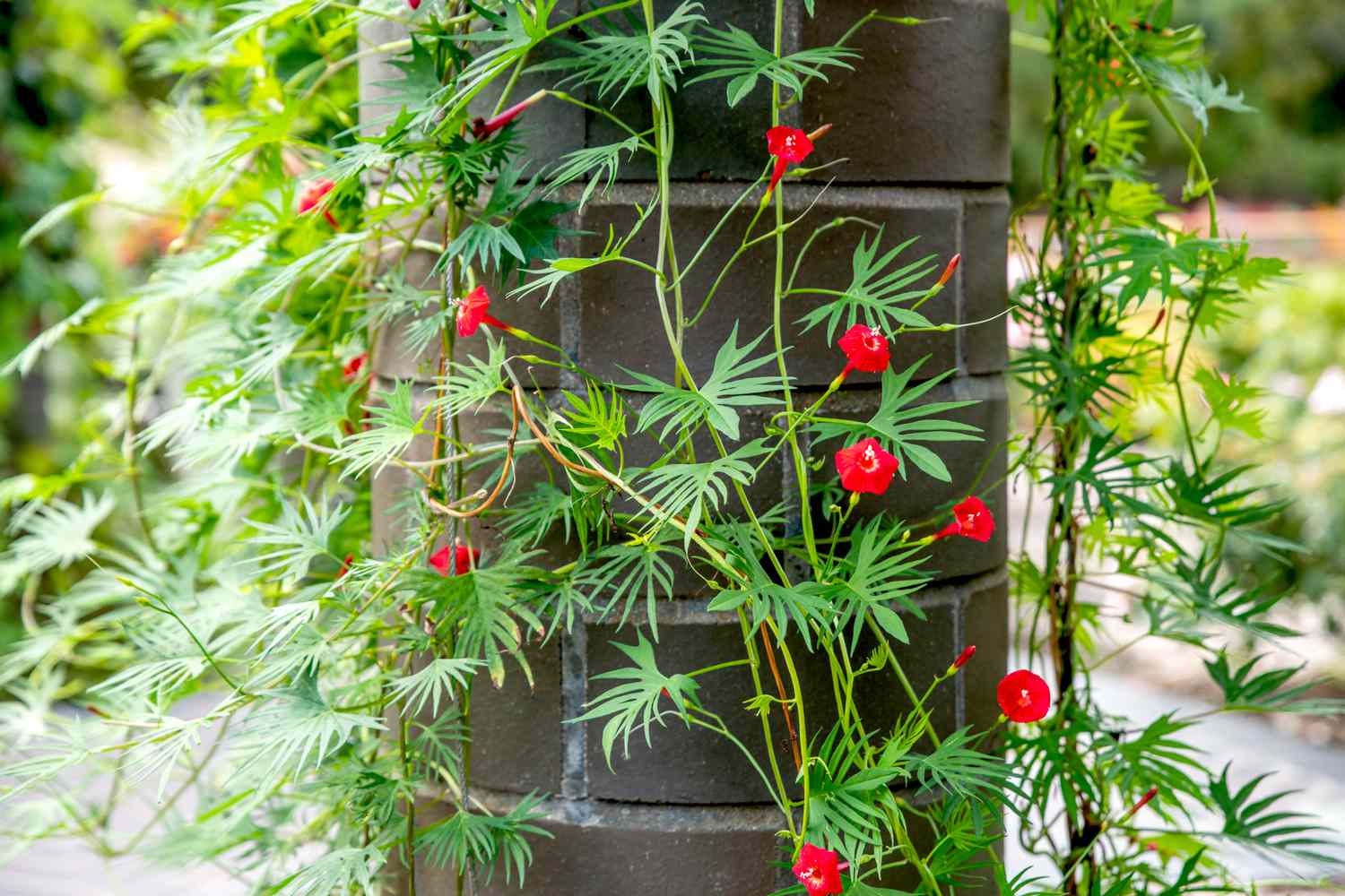 Comment cultiver et prendre soin de la plante grimpante Cardinal