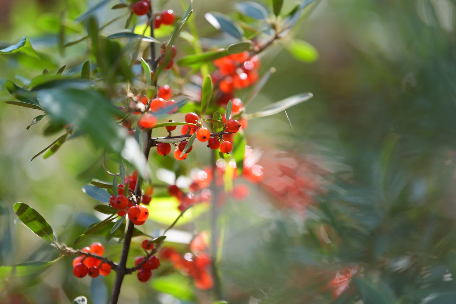 Cultivo do búfalo de prata no jardim doméstico