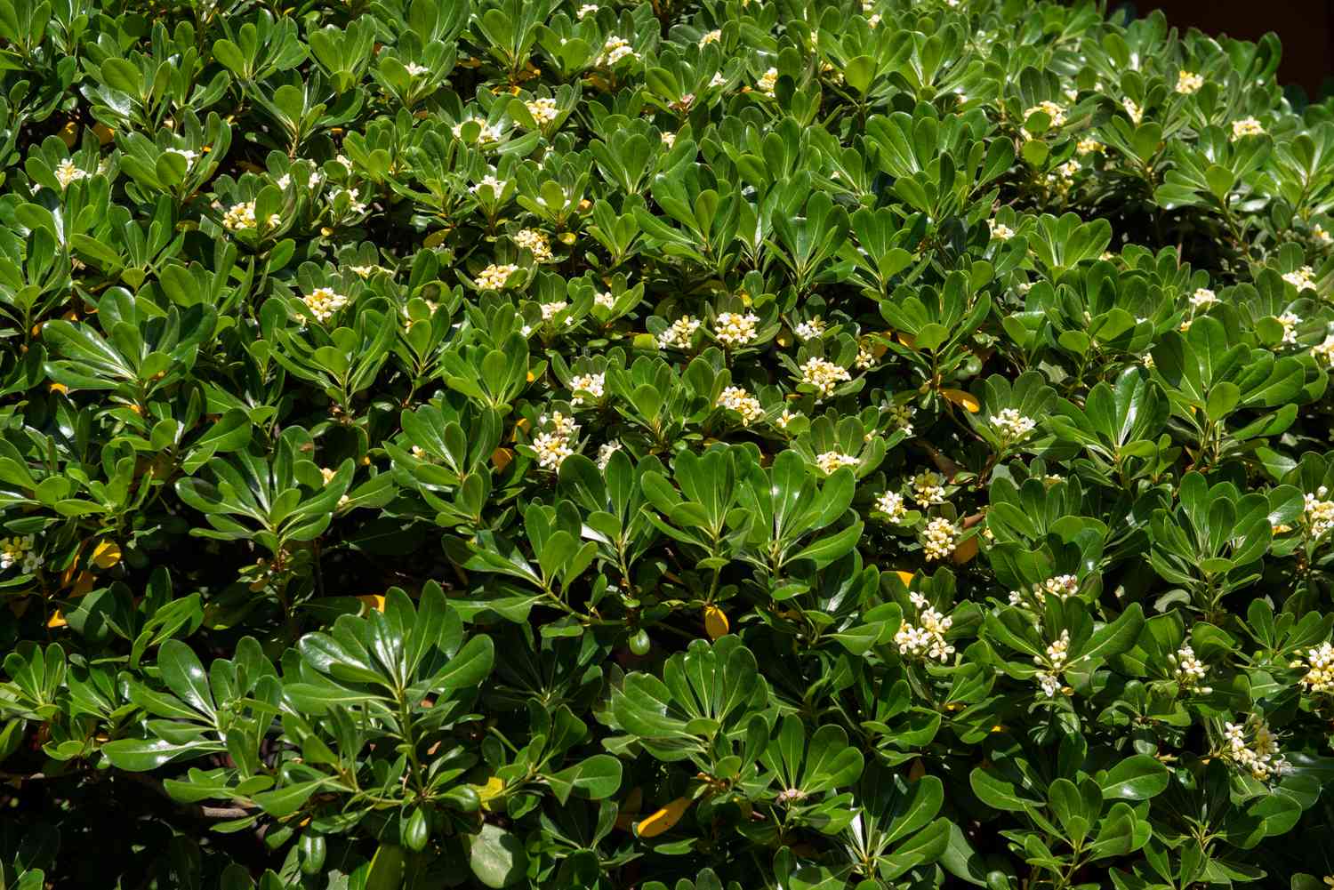Arbuste japonais mockorange aux feuilles denses et cireuses avec de petites fleurs blanches au soleil