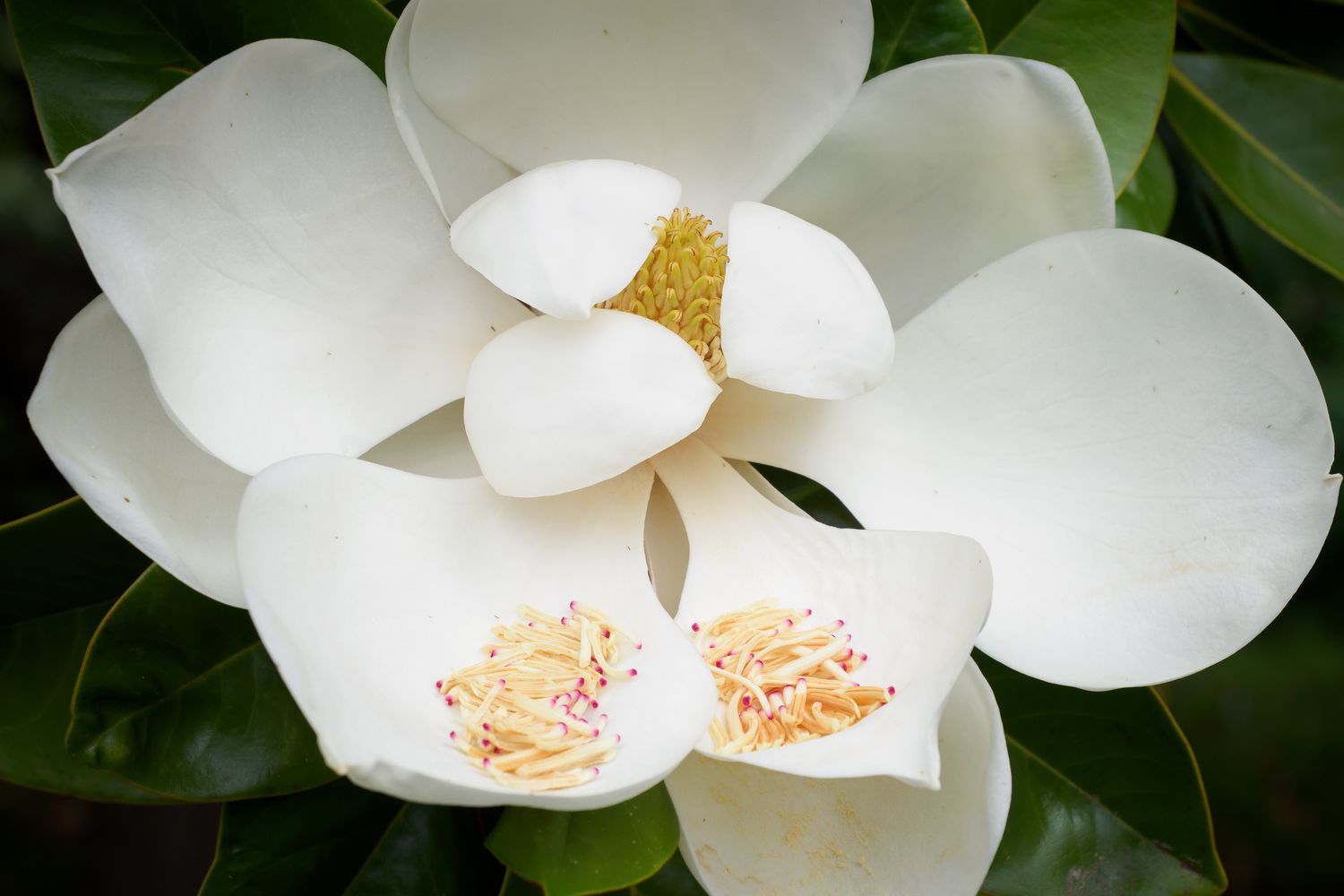 Southern Magnolia tree bloom with large white flower closeup