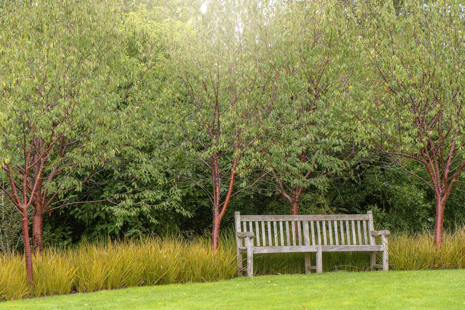 Eine hölzerne Gartenbank mit Prunus serrula-Bäumen, auch Birkenrindenkirsche, Birkenrindenkirsche, Papierrindenkirsche oder Tibetische Kirsche genannt