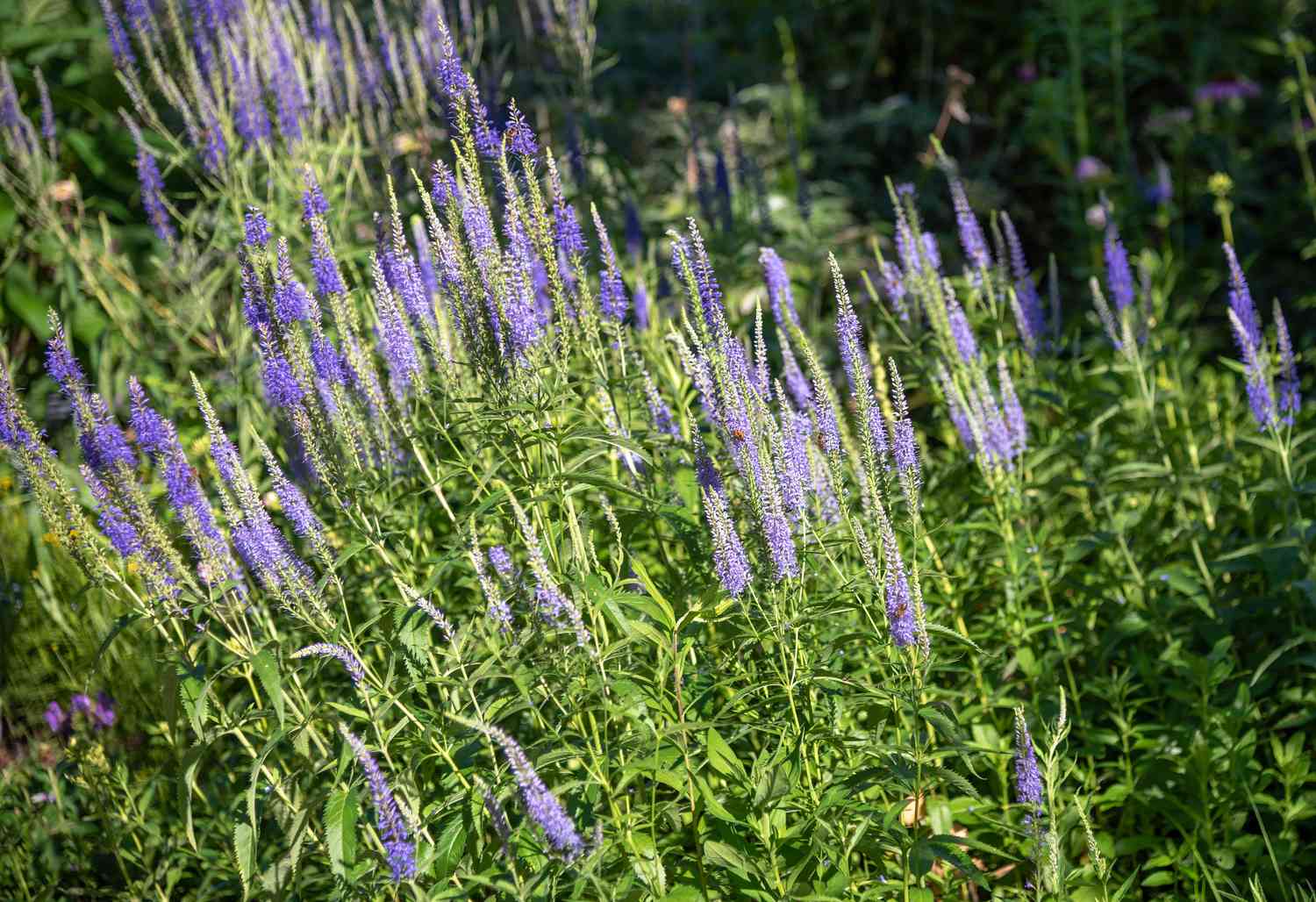 Speedwell plante vivace à tiges longues et fines et épis de fleurs violettes 