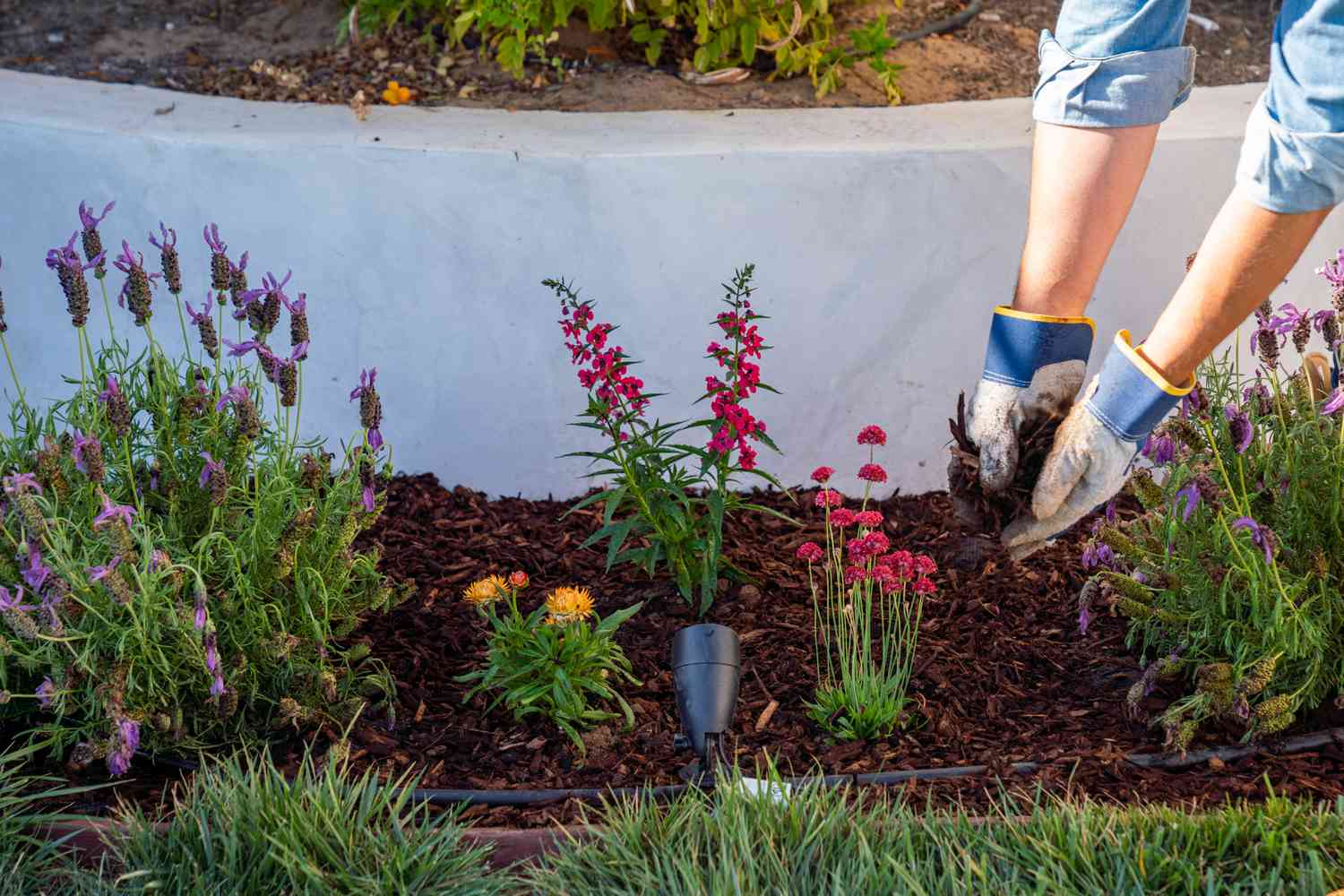 Mulch um gepflanzte Blumen im Gartenbeet verteilt