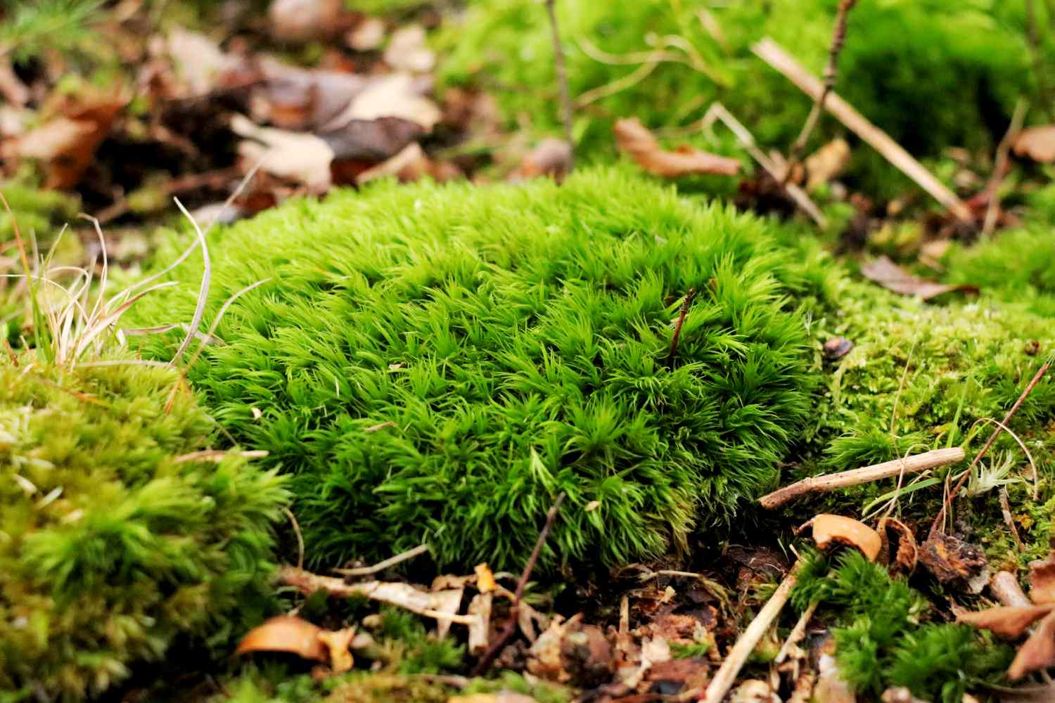 Patch of moss growing in lawn with surrounding mulch
