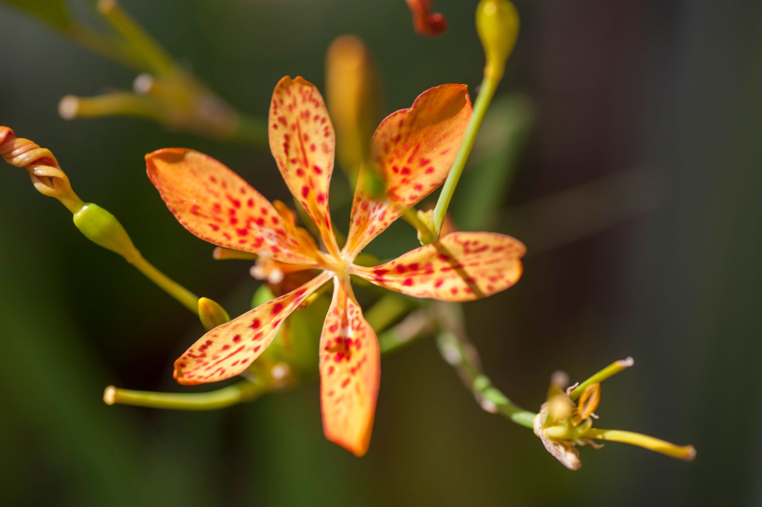 Brombeerlilienpflanze mit helloranger Blüte mit roten Flecken am Stängel mit sich entfaltenden Knospen in Großaufnahme