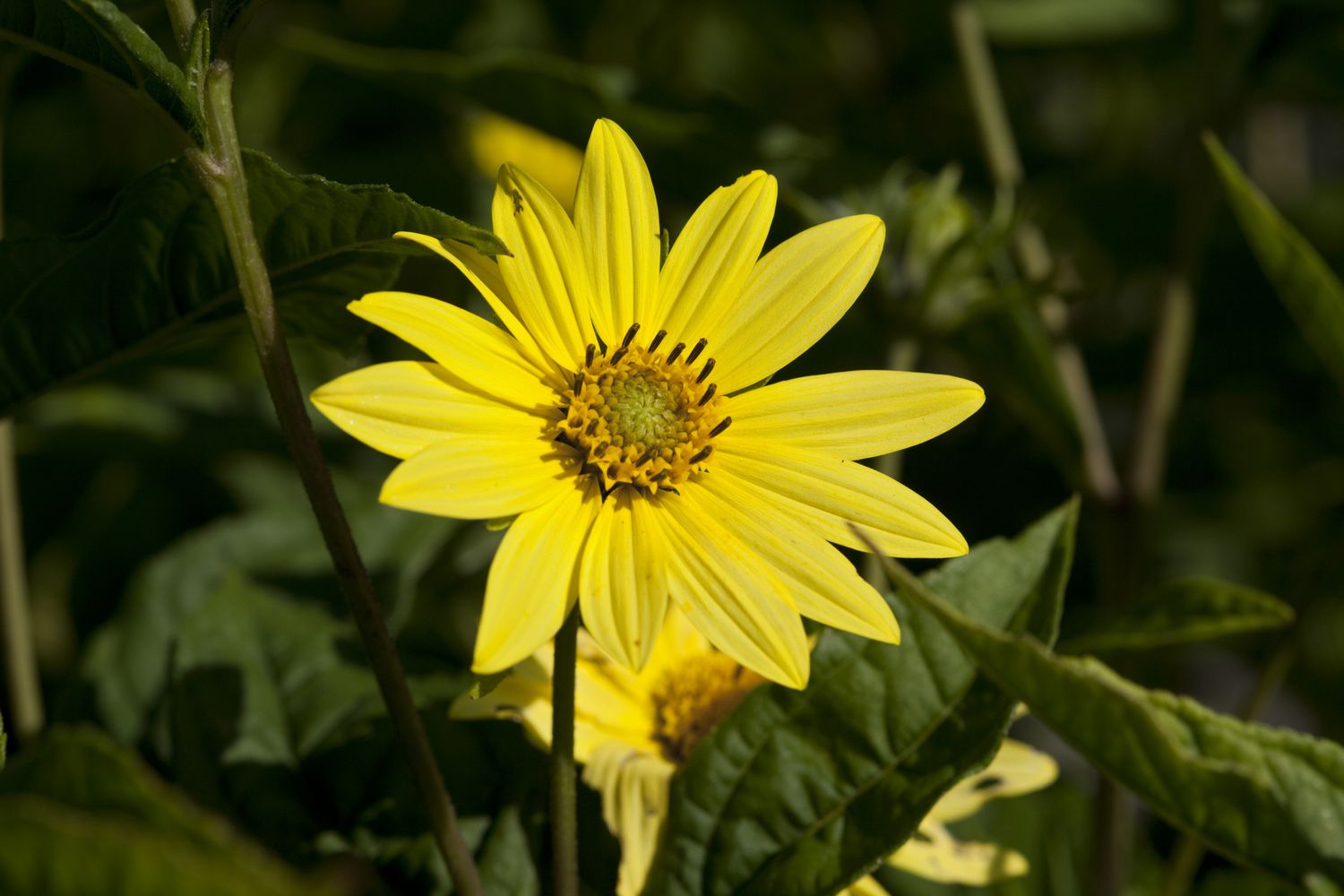 hellgelbe Sonnenblume