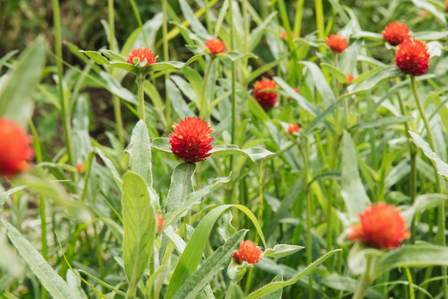 amaranto globo rojo