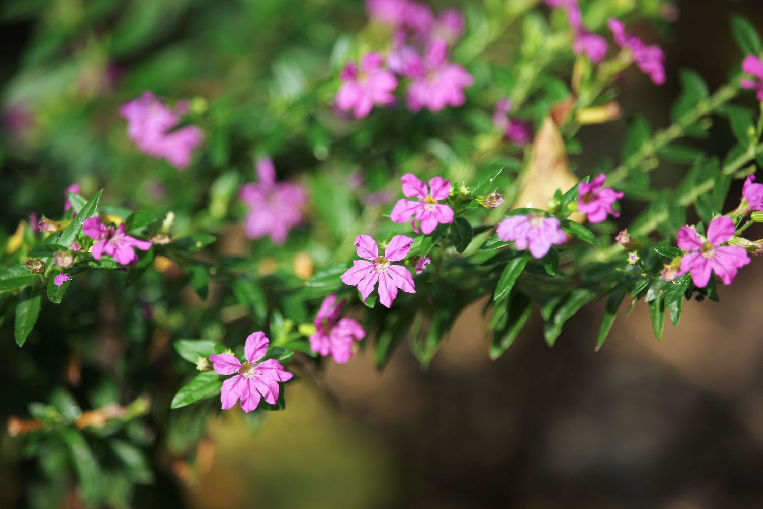 Mexikanische Heidepflanze blüht mit rosa Blüten 