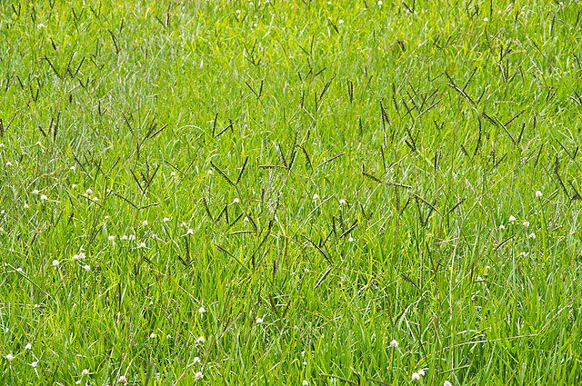 Feld mit blühendem Bahia-Gras.