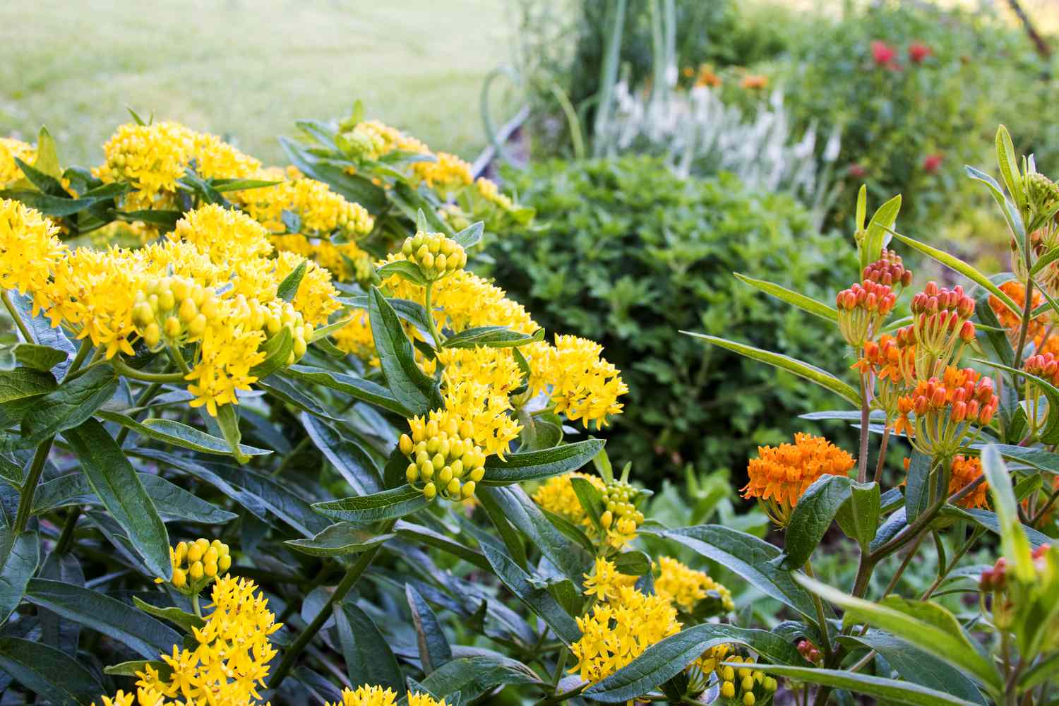 Garten im Freien voller gelber und orangefarbener Blumen