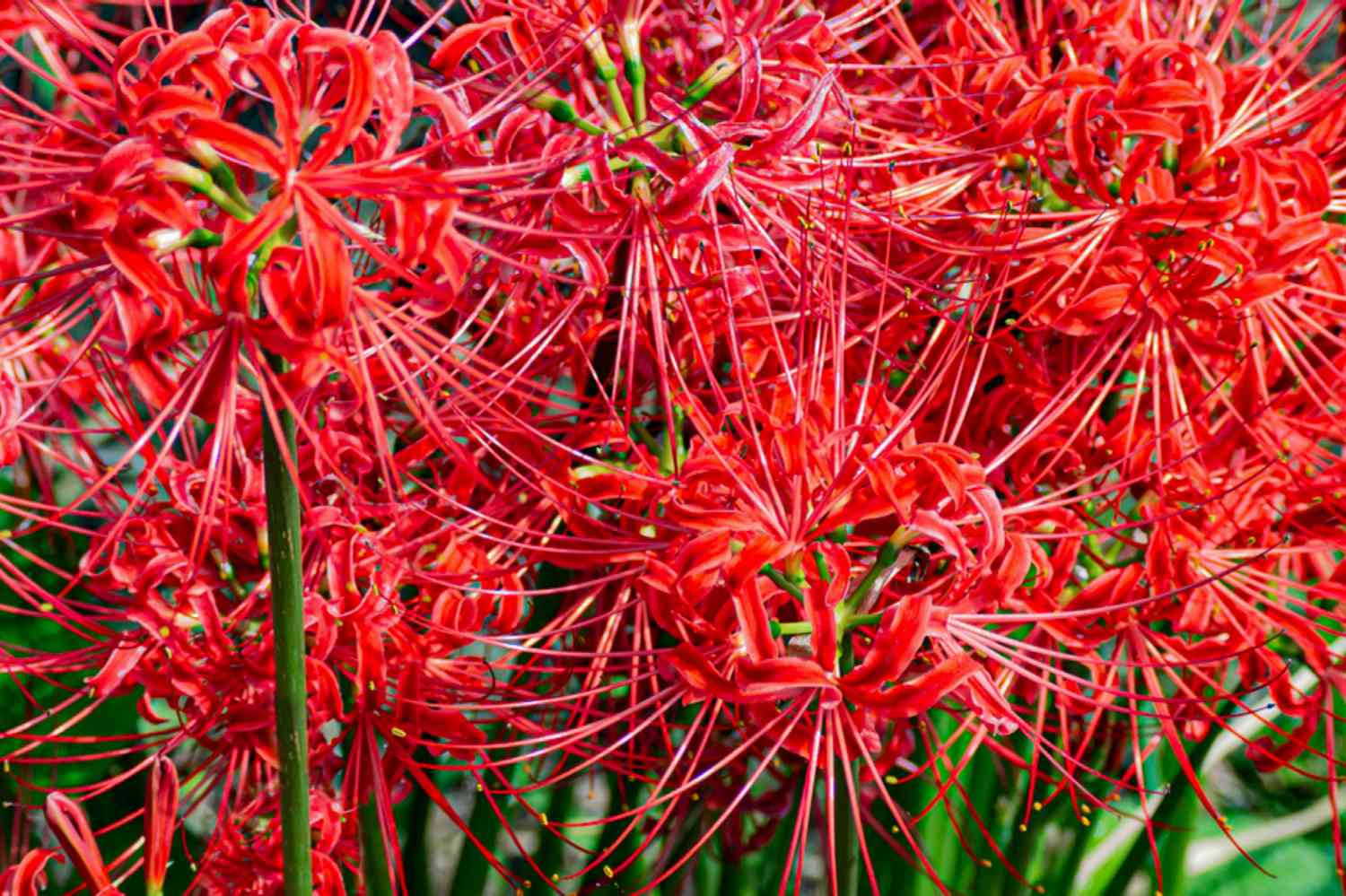 Planta de lírio-aranha com umbelas vermelhas brilhantes em close-up à luz do sol