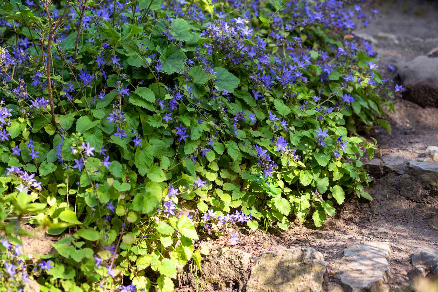 Dalmationsglockenblume, die den Boden mit kleinen lila Blüten und Blättern bedeckt