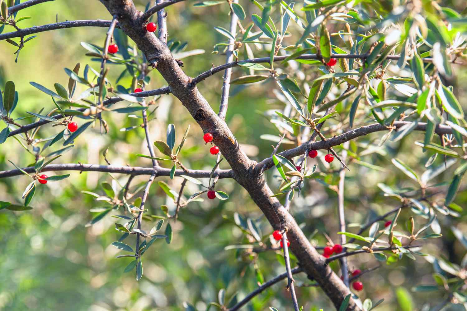 Silberbüffelbeer-Baumstamm und dünne Zweige mit kleinen roten Beeren und Blättern