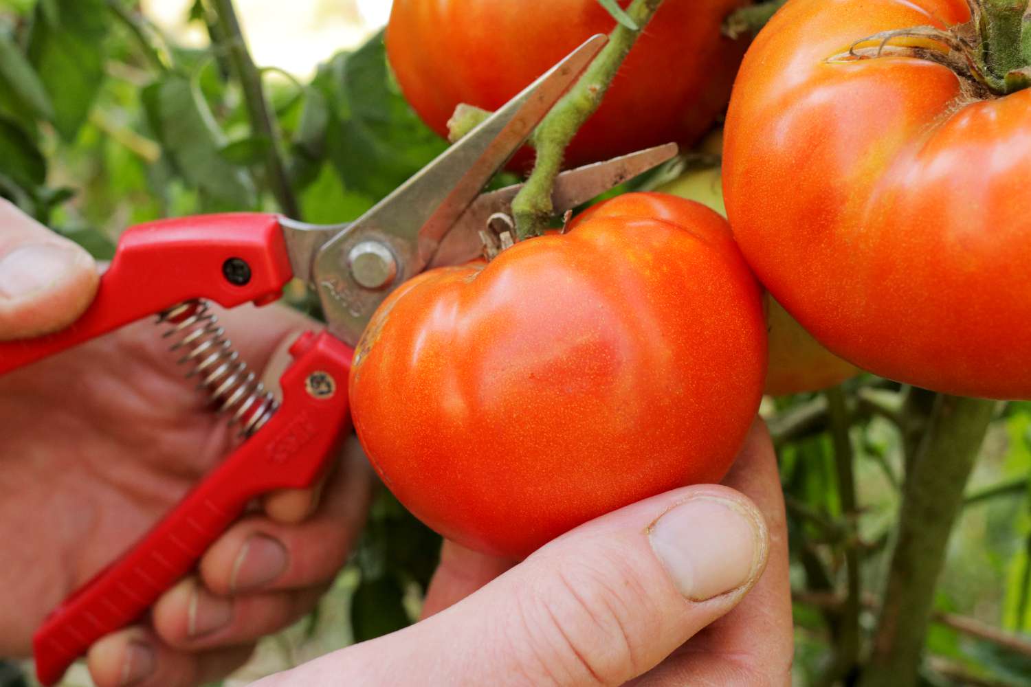 Bessere Tomate, die mit einer Handschere vom Stiel geschnitten wird