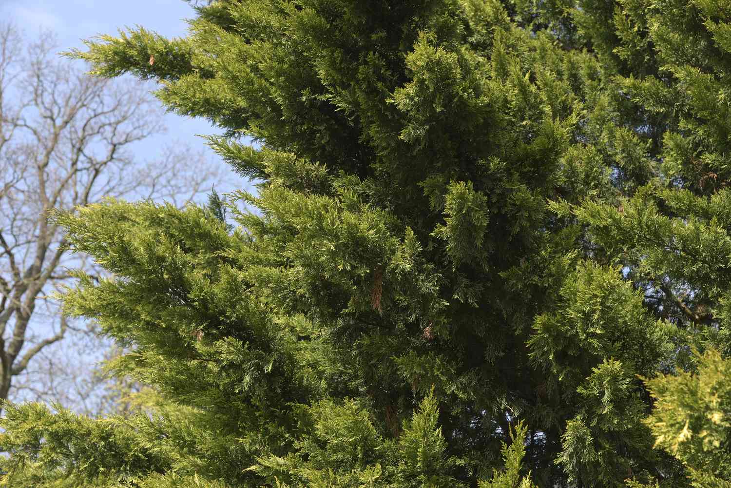 Leyland-Zypressenzweige im Sonnenlicht vor kahlem Baum