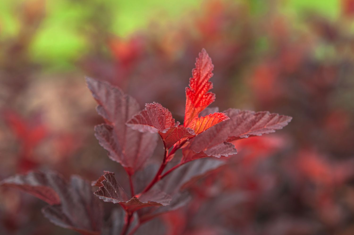 closeup de folhas de arbusto ninebark