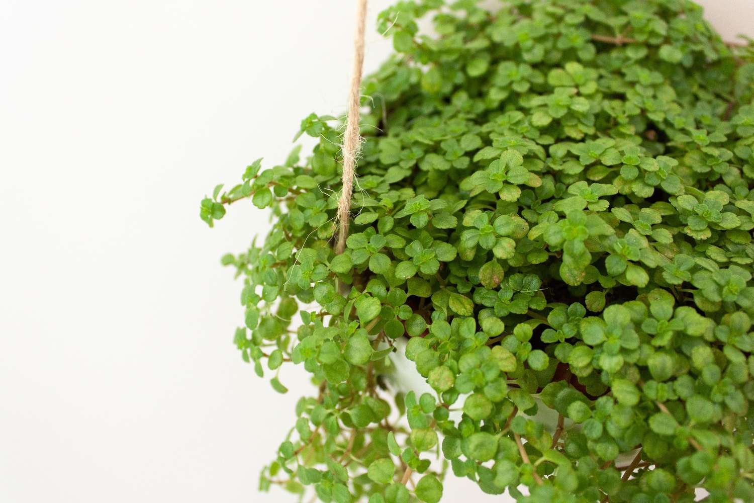 Baby tears plant with delicate round leaves on fleshy stems closeup 