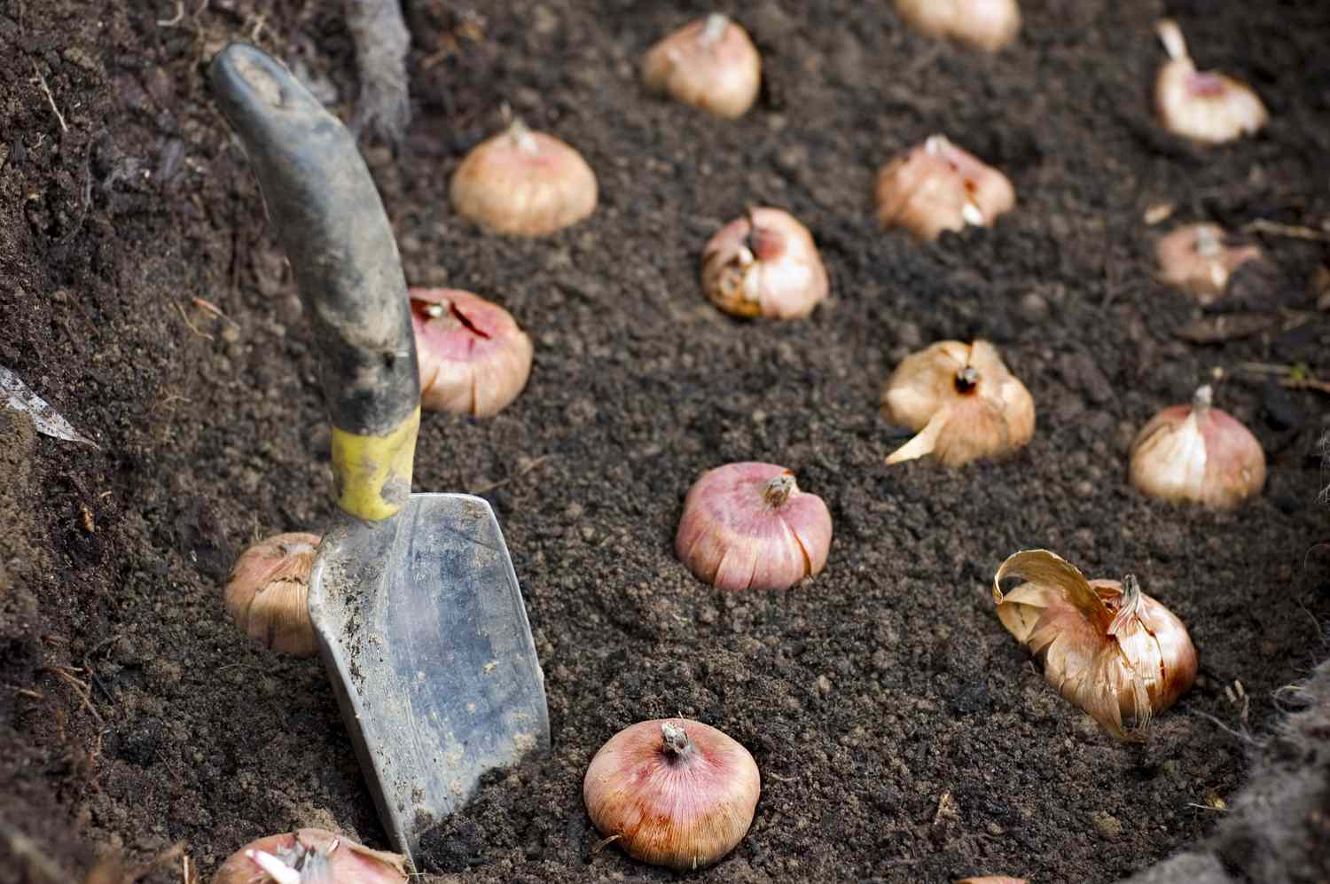 Profondeur de plantation des bulbes à fleurs