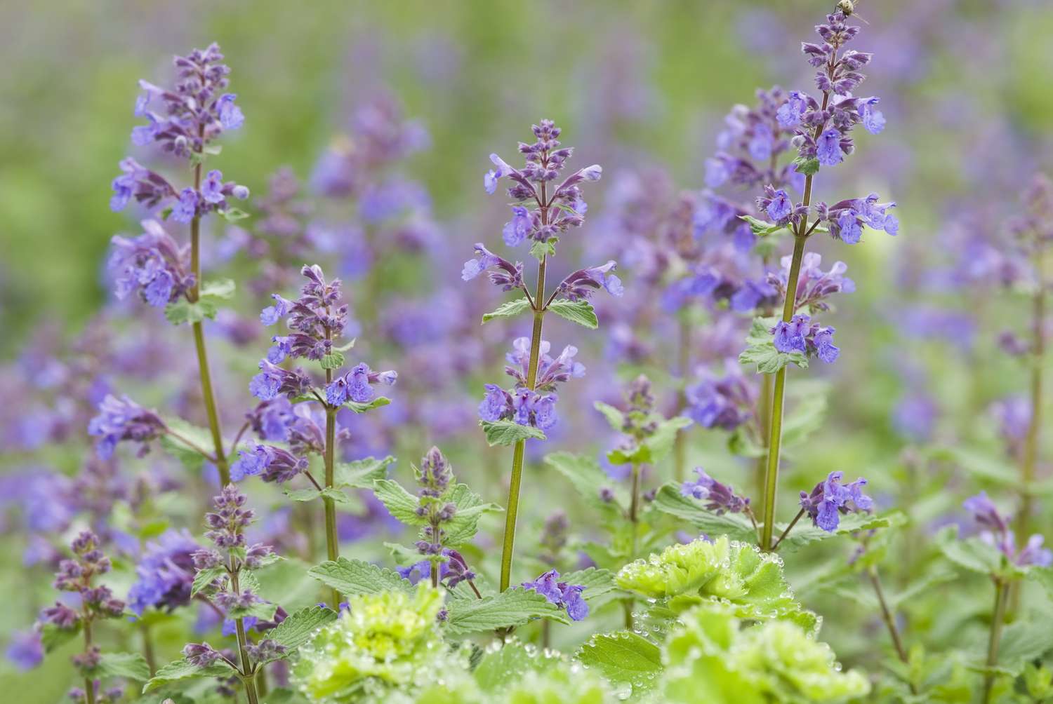 Nepeta racemosa Walkers Low