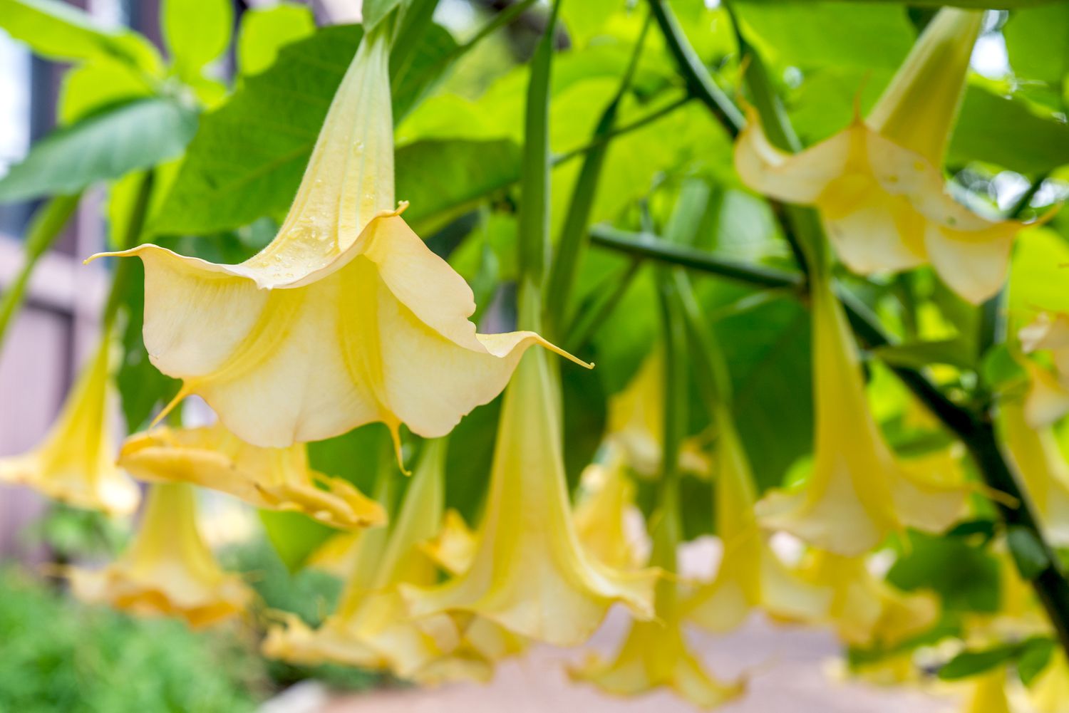 blühende Brugmansia