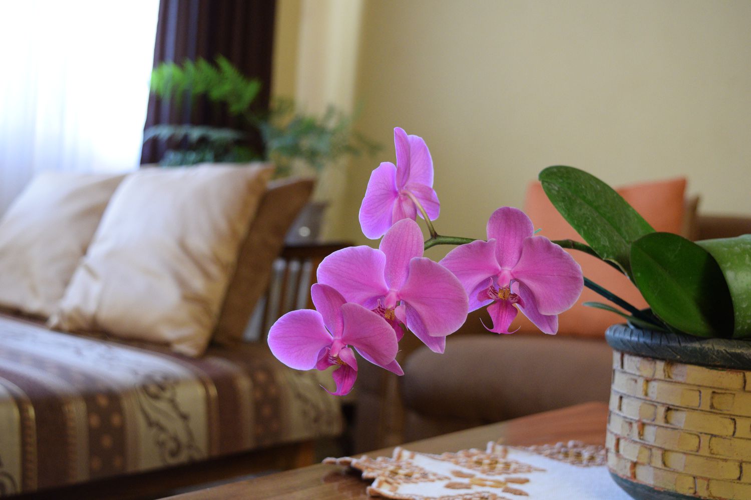 Eine lila getopfte Orchidee im Wohnzimmer