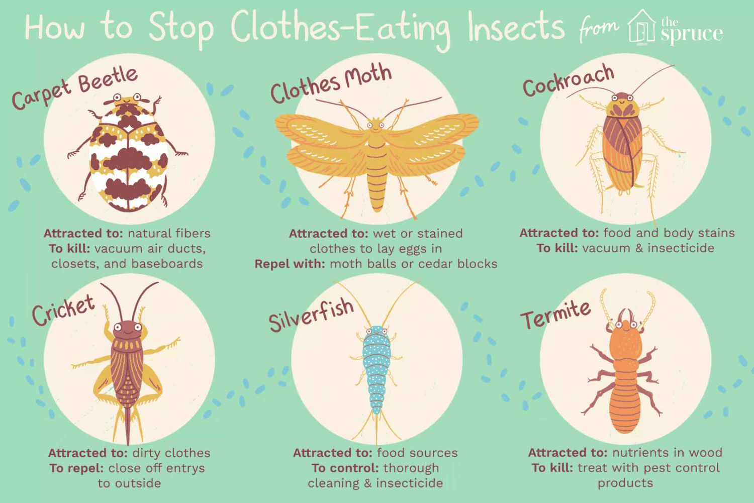 Como controlar e identificar insetos que se alimentam de roupas