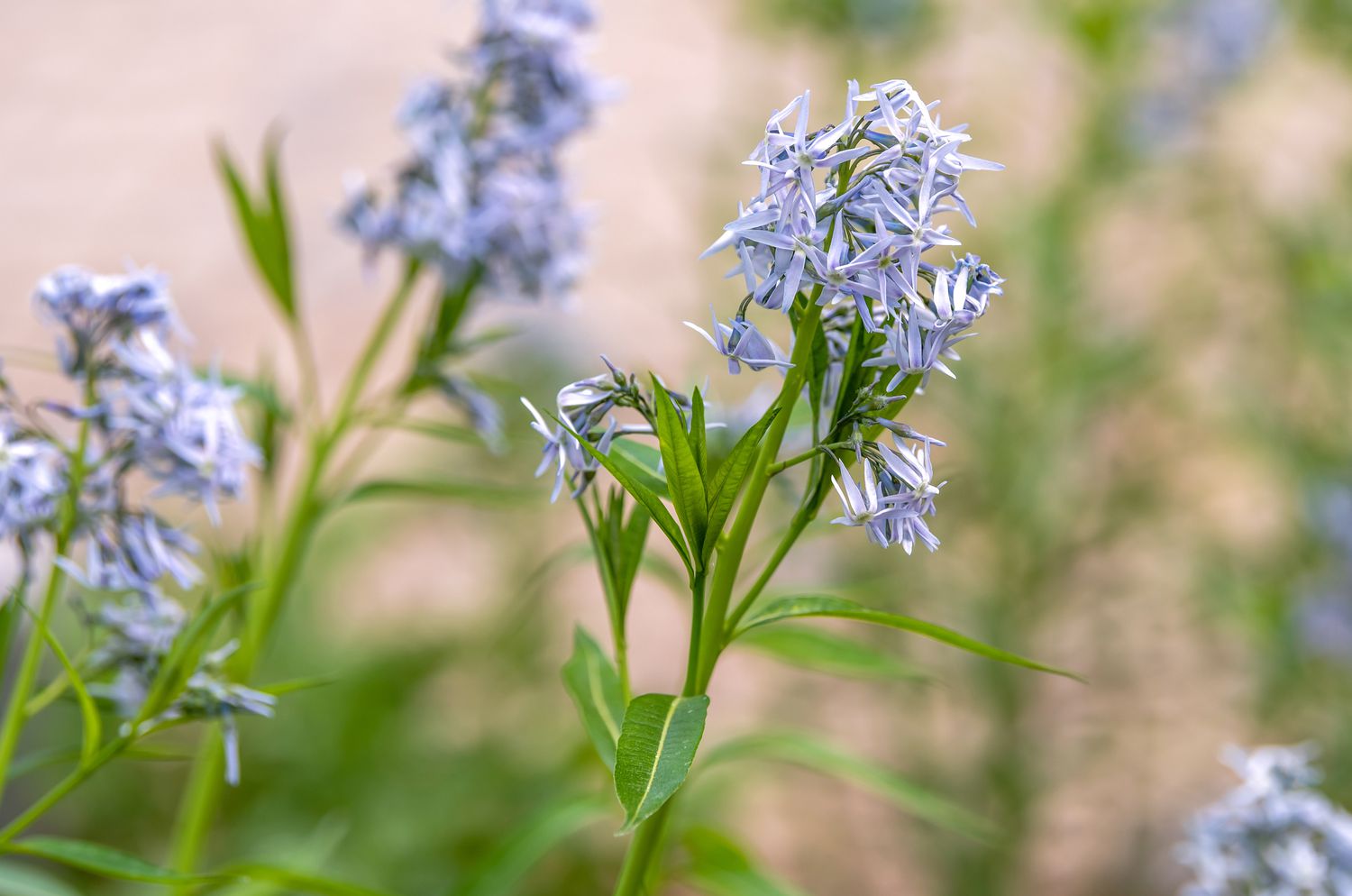 Arkansas Blausternpflanze mit hellblauen sternförmigen Blüten am Stiel