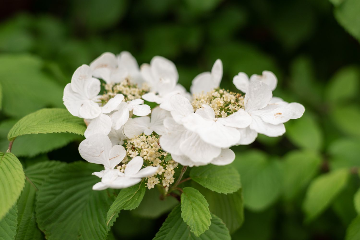 Hortênsia trepadeira com pequenos cachos de flores brancas em folhas com nervuras