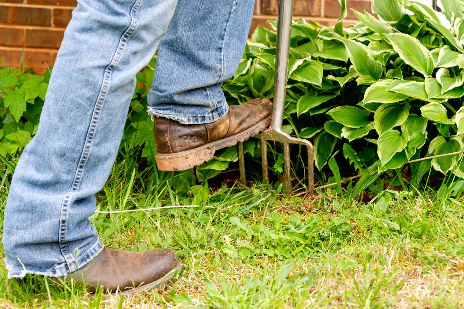 Una persona desenterrando una mata de hostas con un tenedor de jardín.