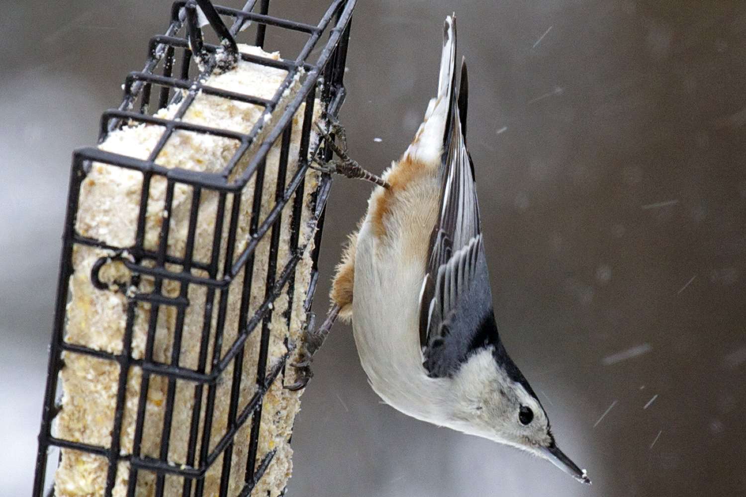 Nuthatch on a Suet Feeder