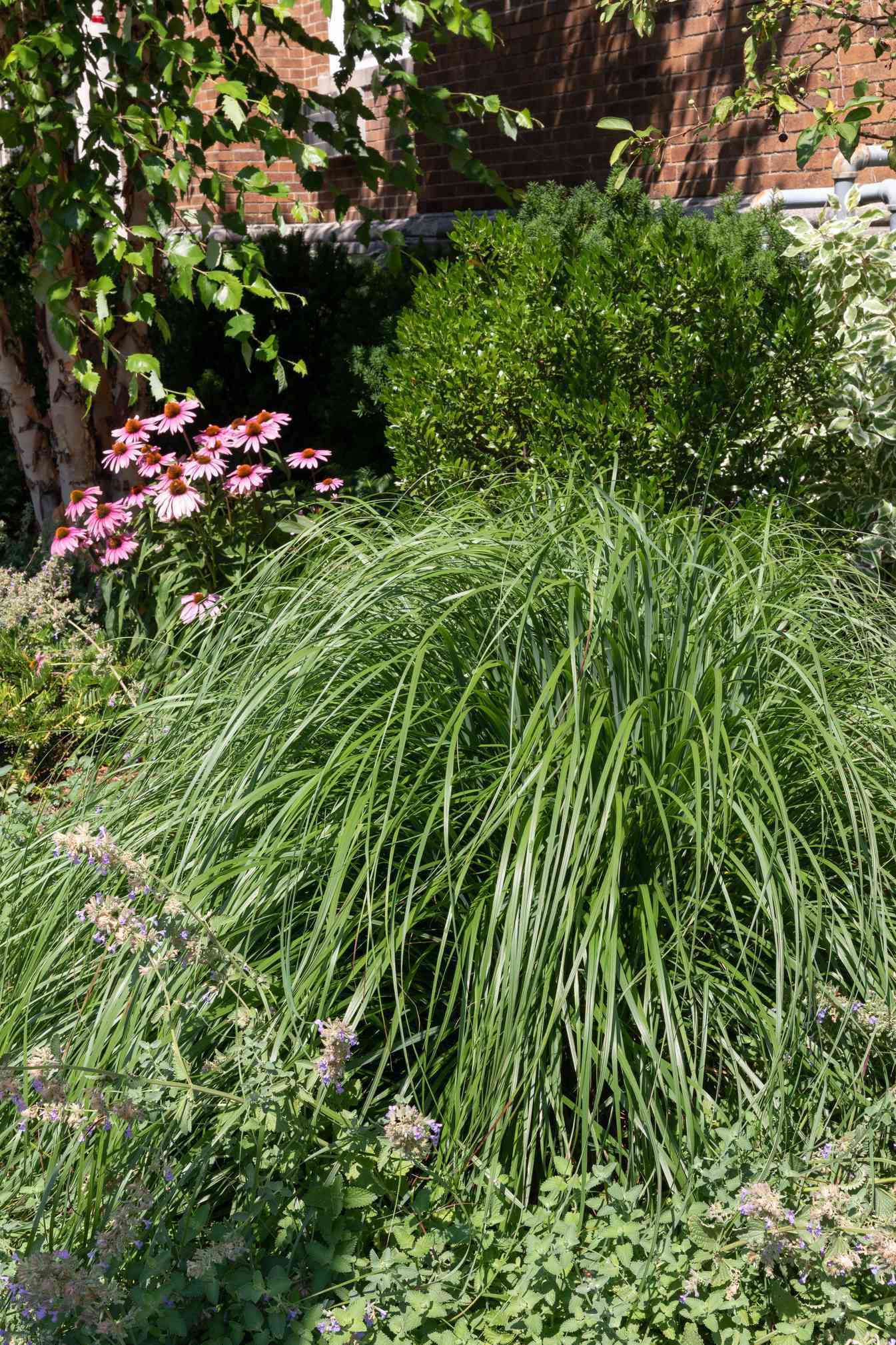 lemongrass as part of a landscape