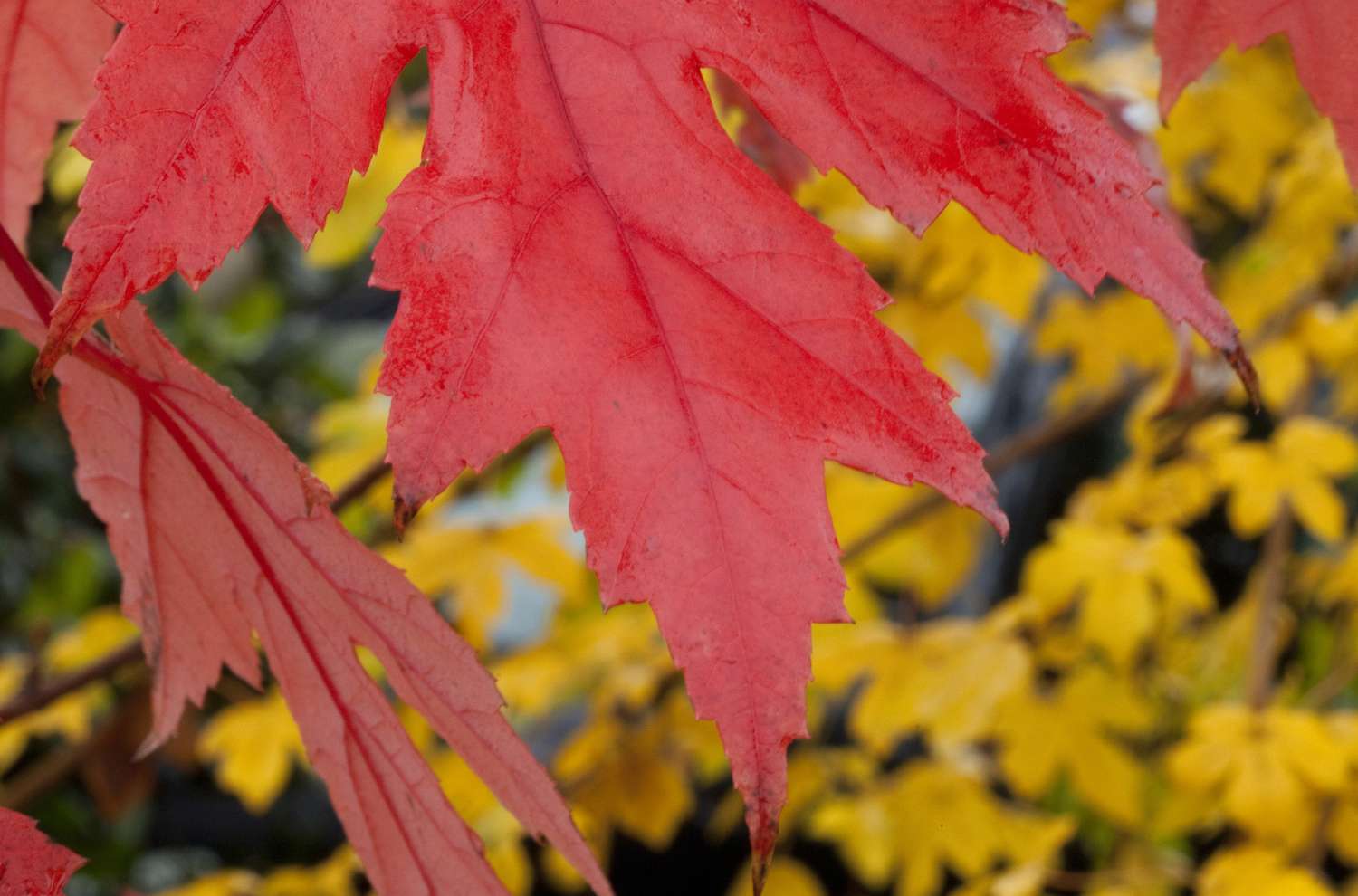 Hojas rojas del arce 'Autumn Blaze'