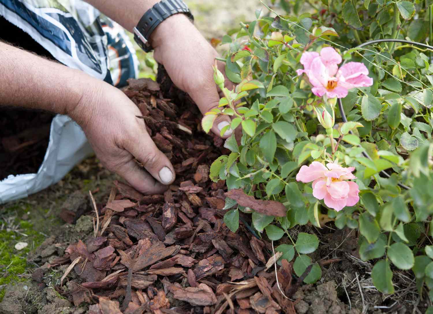 Mulch reduziert den Bedarf an Bewässerung