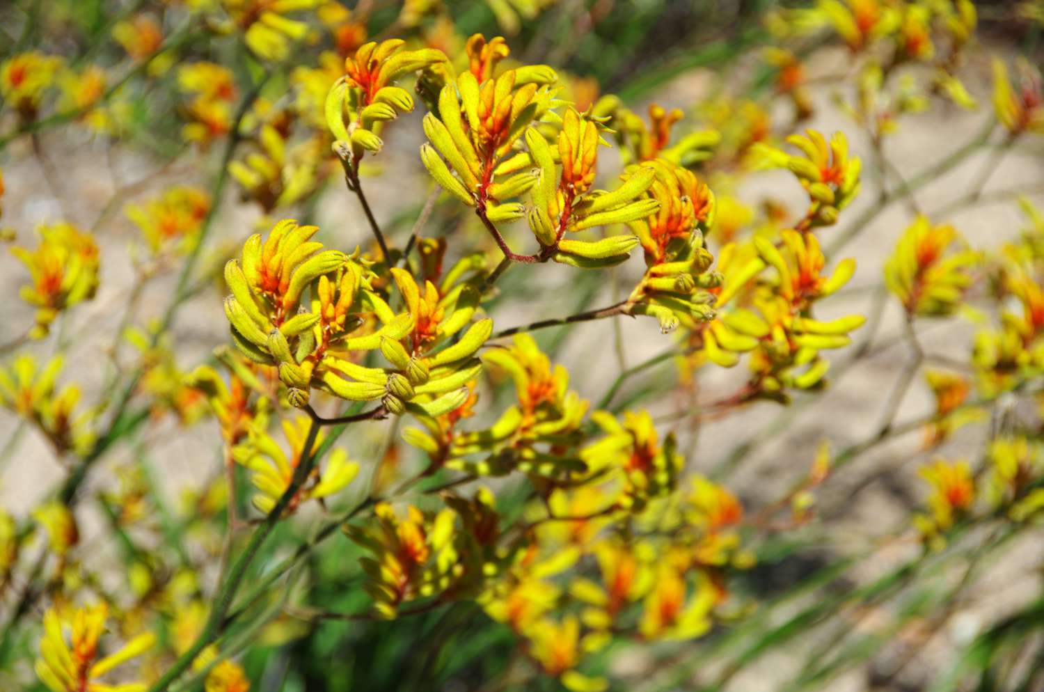 Anigozanthos flavidus