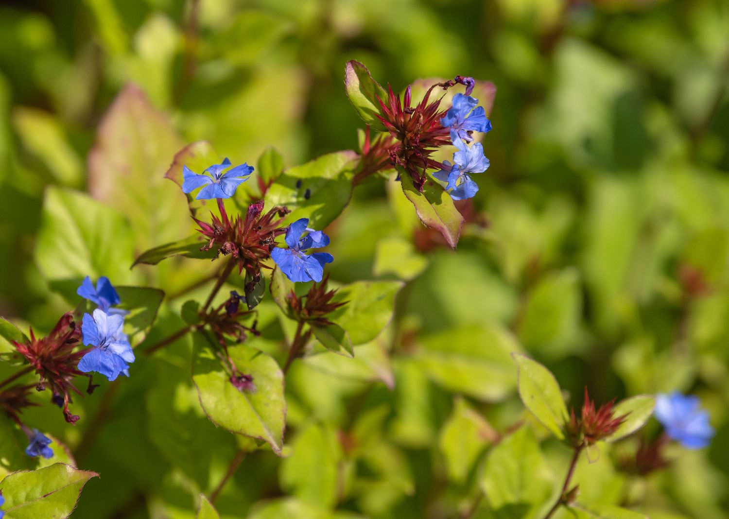 Bleikrautpflanze mit leuchtend blauen Blüten an roten Stängeln und gelb-grünen Blättern