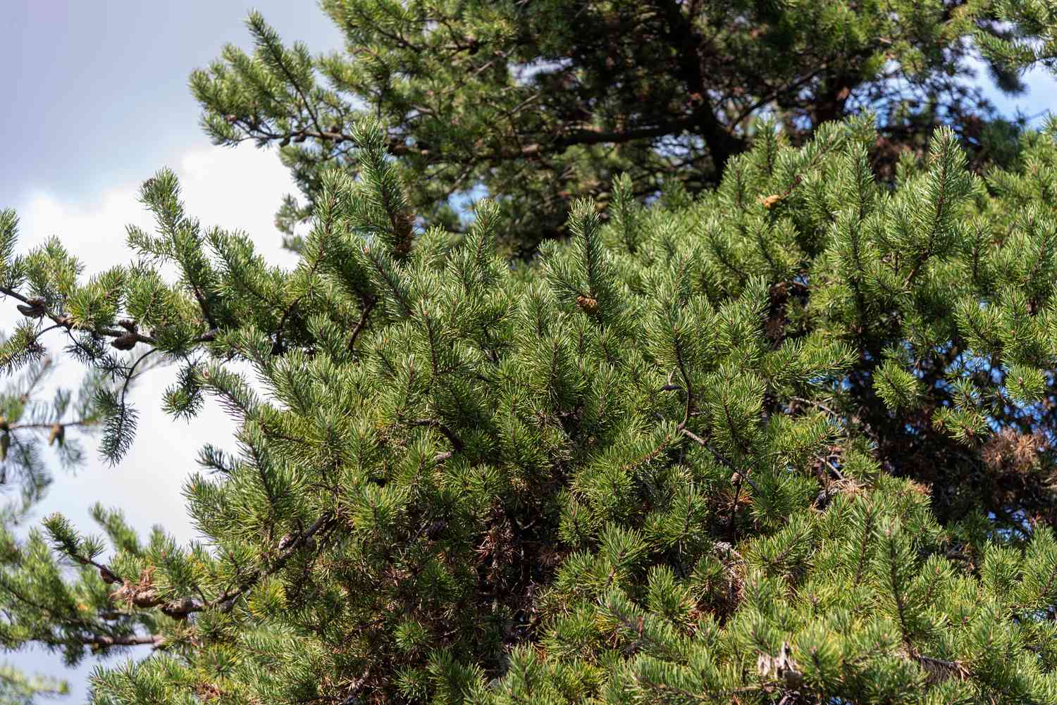 Galhos de pinheiro com agulhas verdes brilhantes à luz do sol