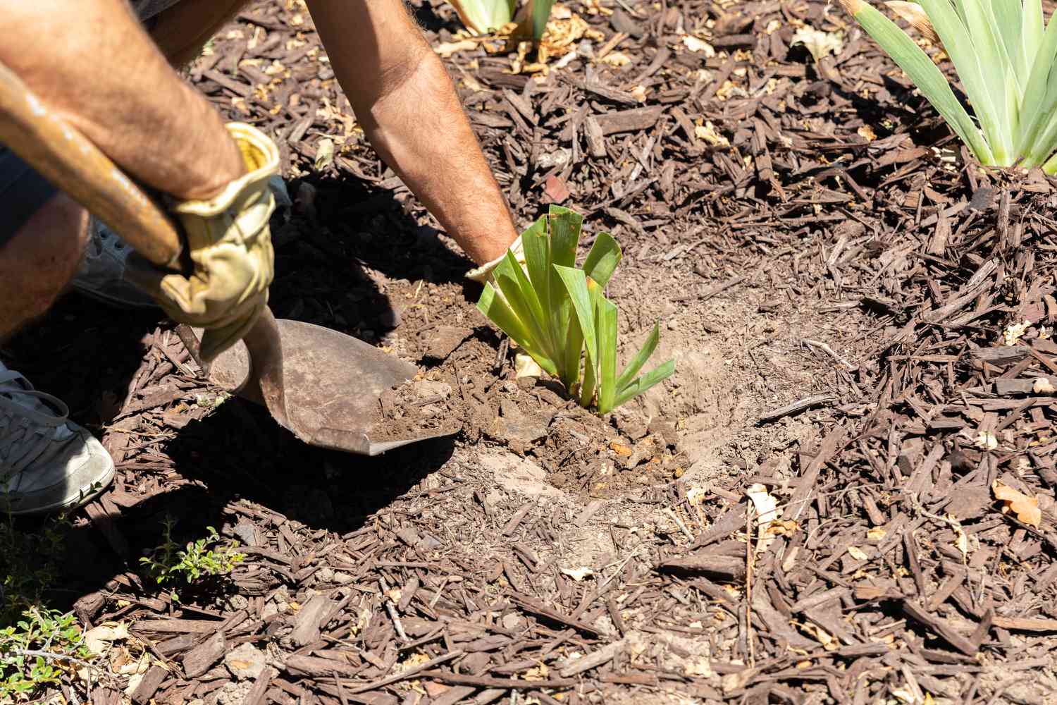 Iris-Rhizome in sonniges Gartenbeet gepflanzt