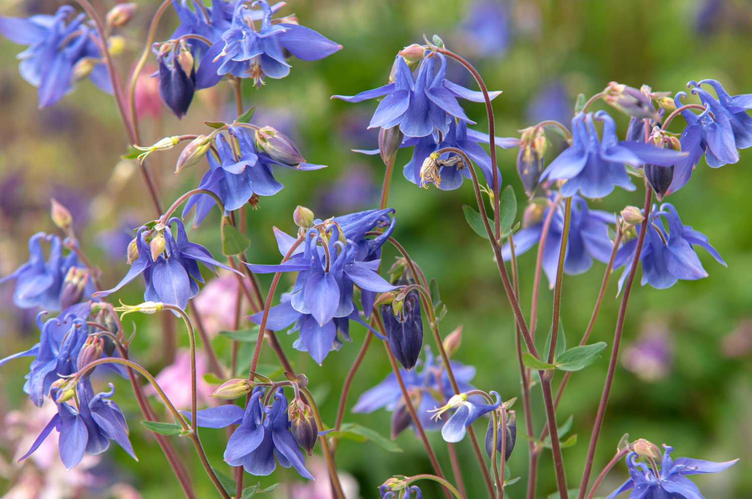 Akelei mit blau-violetten Blüten an dünnen roten Stängeln