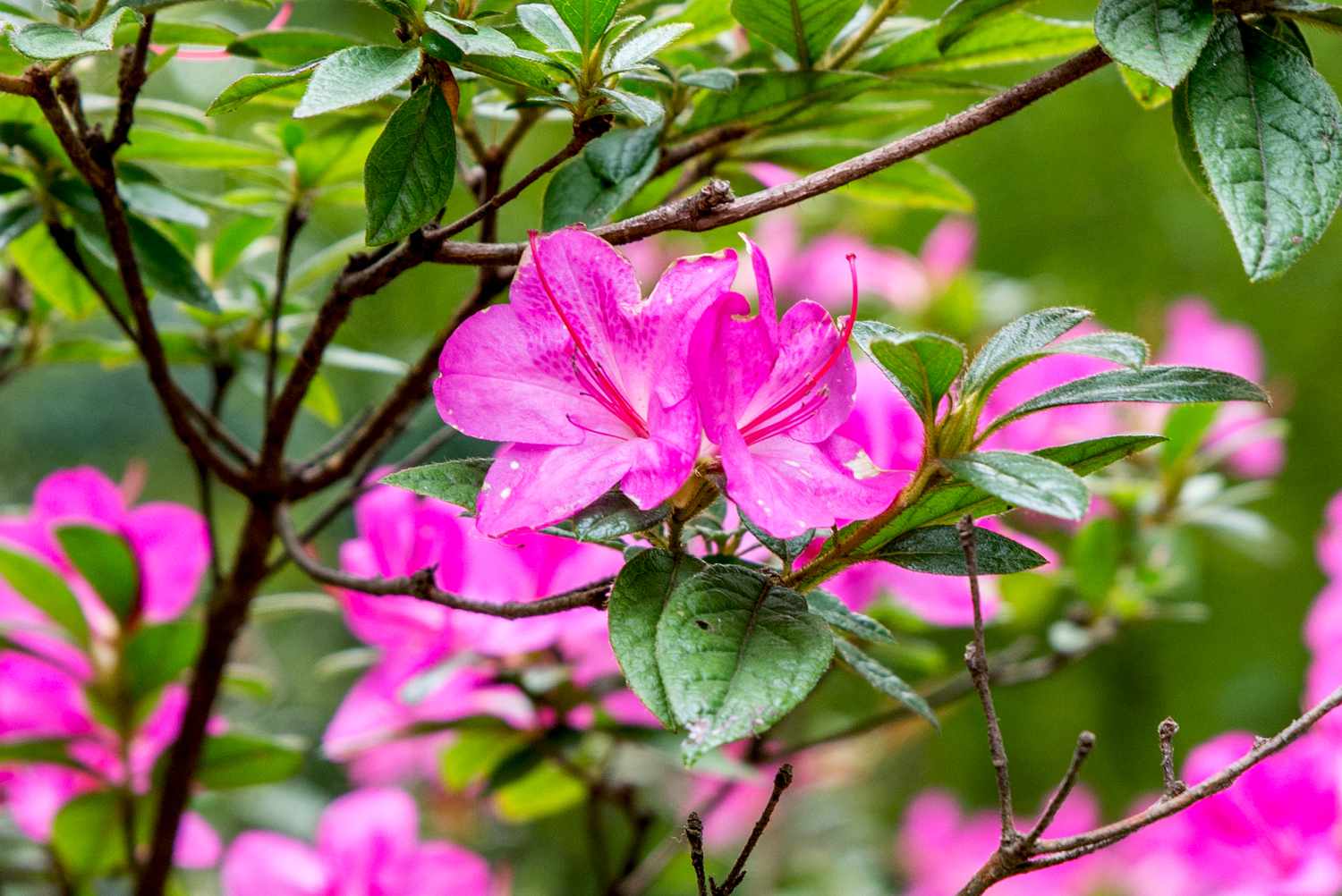 La Guía Completa De La Azalea Cómo Cultivar Y Cuidar Las Azaleas