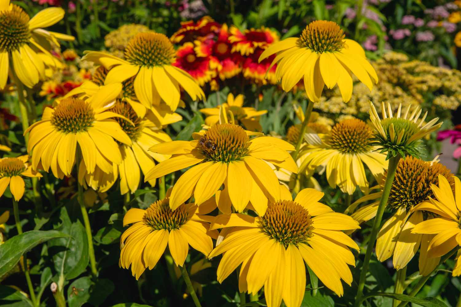 Gelbe Sonnenhutblumen im Sonnenlicht 