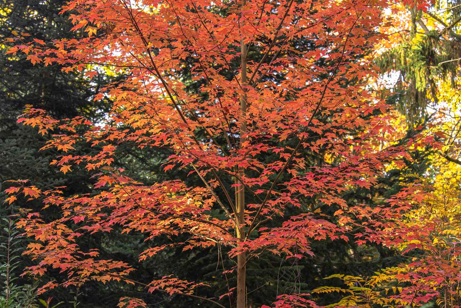 Herbstlicher Ahornbaum mit breiten Ästen voller oranger Blätter