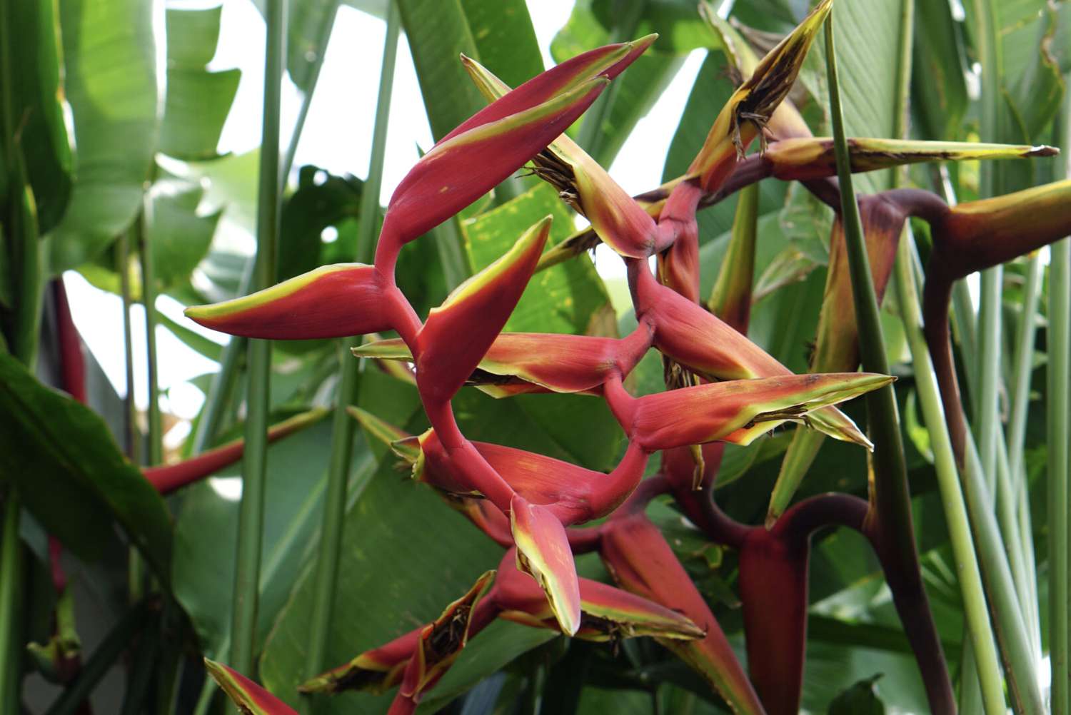 planta de heliconia