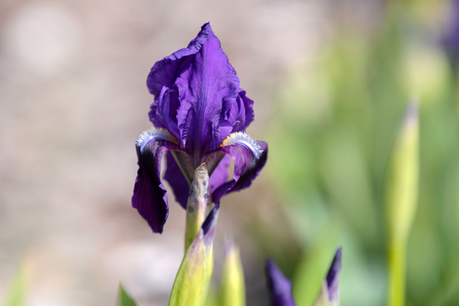 Espécie de flor de íris com pétalas roxas profundas que se desprendem do caule