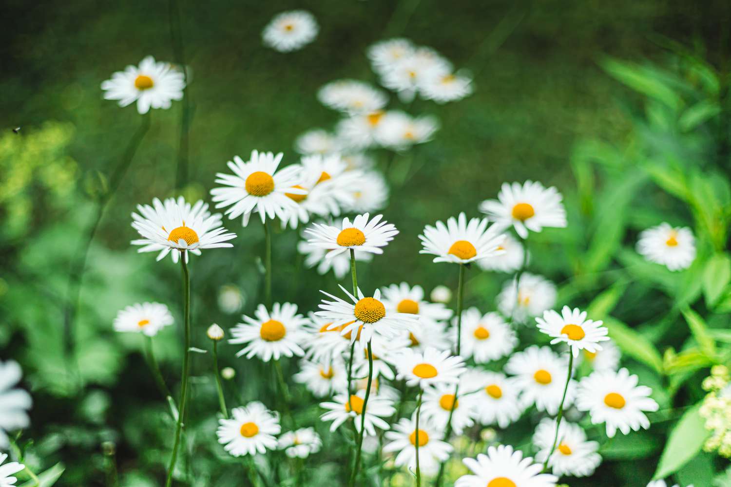 Shasta-Gänseblümchen in einem Garten