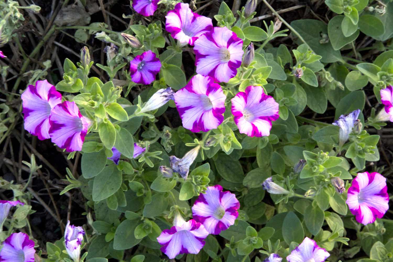 Petunia - Supertunia - Rose Blast Charm