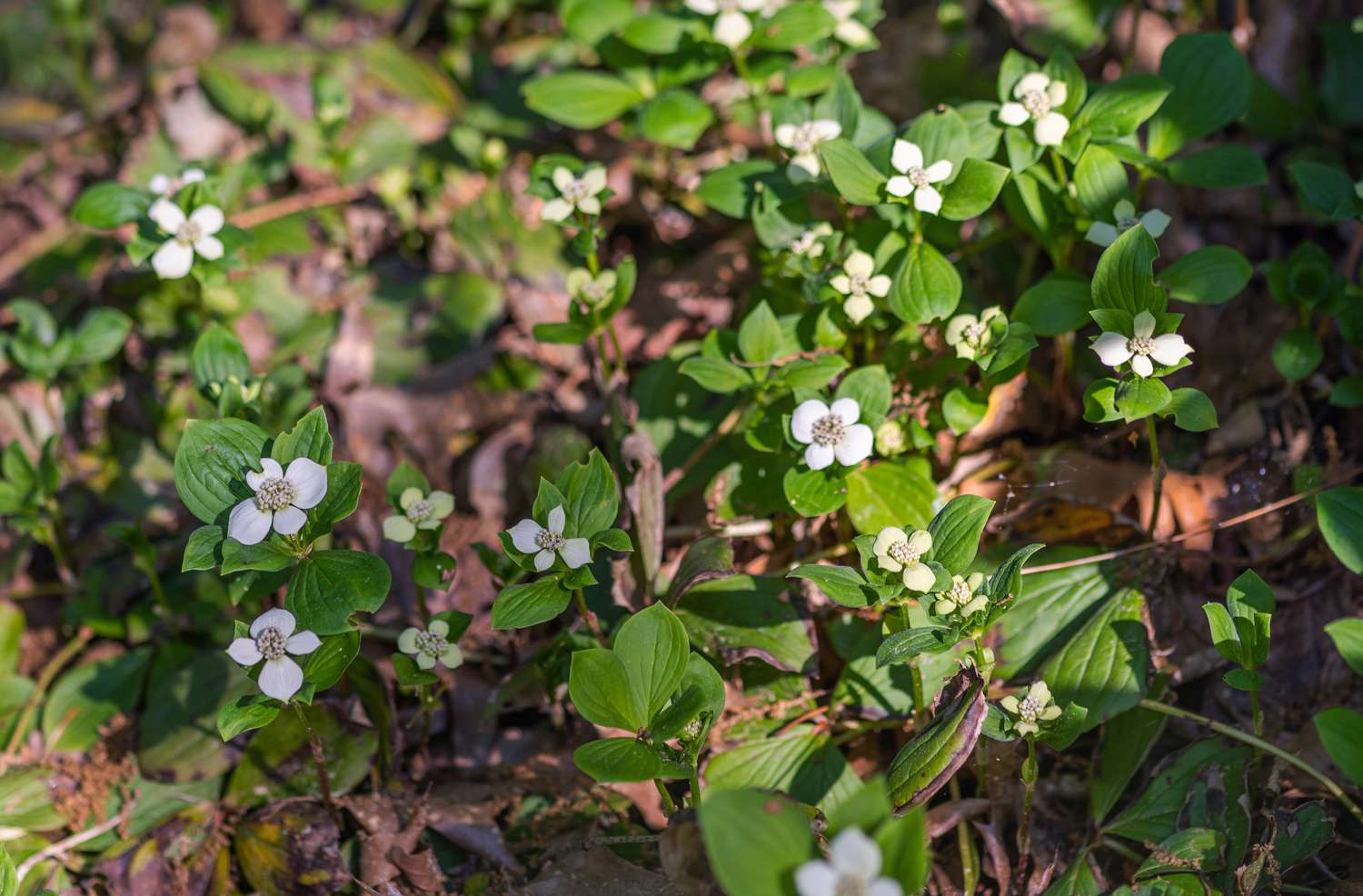 Arbusto de bunchberry canadense com pequenas flores e folhas brancas em um jardim à sombra